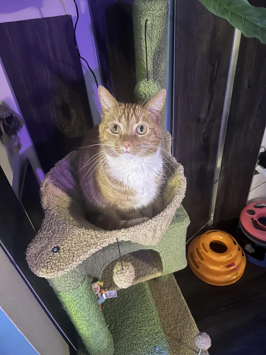 Dr. Quinn Medicine Woman, an orange and white tabby cat