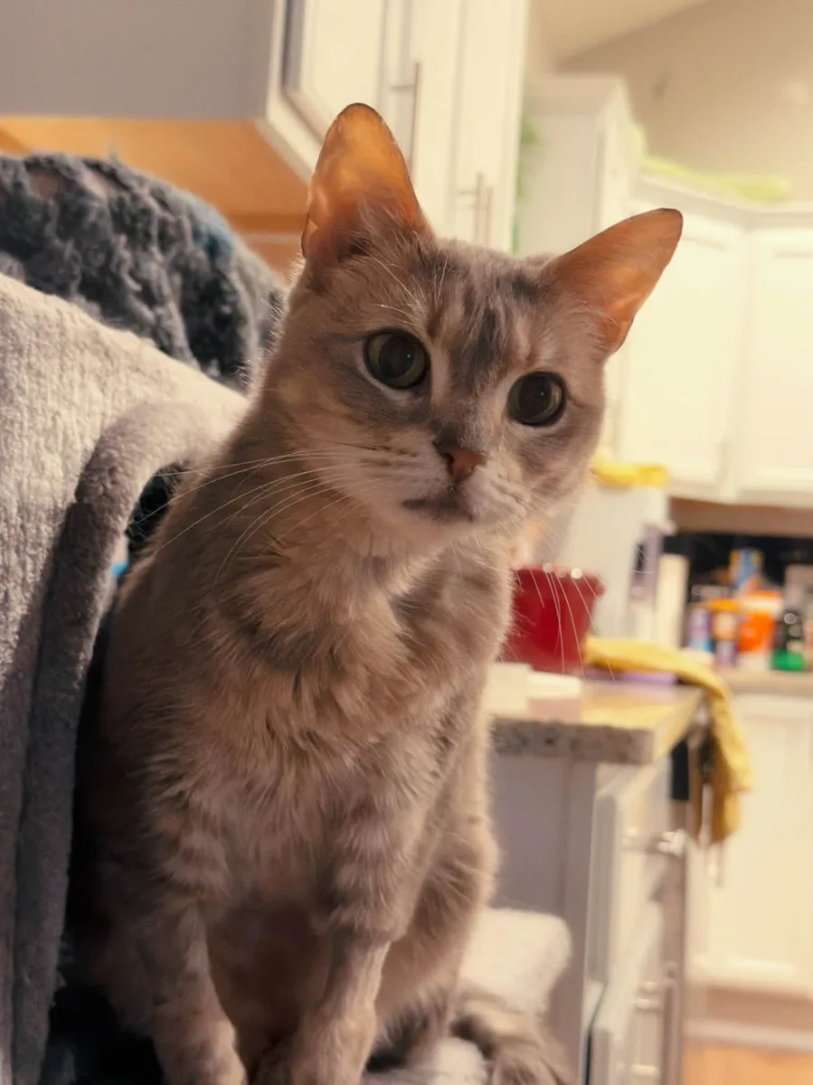 Teddi, a grey tabby cat