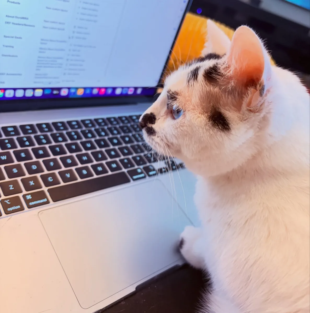 Spicy the cat inspecting a laptop